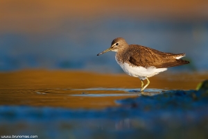 Maçarico-bique-bique | Green Sandpiper (Tringa ochropus)