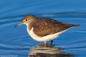 Maçarico-das-rochas | Common Sandpiper (Actitis hypoleucos)