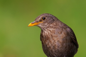 Melro | Blackbird (Turdus merula)