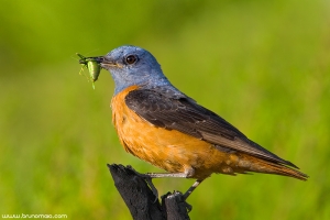 Melro-das-rochas | Rock Thrush (Monticola saxatilis)