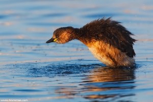 Mergulhão-pequeno | Little Greb (Tachybaptus ruficollis)