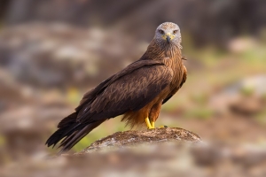 Milhafre-preto | Black Kite (Milvus migrans)