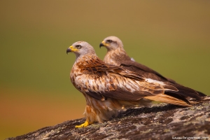 Milhafre-real | Red Kite (Milvus milvus)