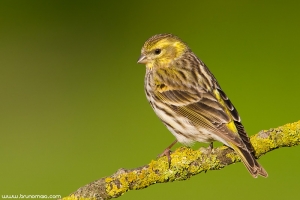 Milheirinha | European Serin (Serinus serinus)