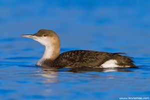 Mobelha-de-garganta-preta | Black-throated Loon (Gavia arctica)