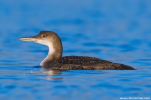 Mobelha-grande | Great Northern Loon (Gavia immer)