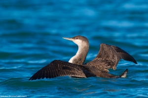 Mobelha-pequena | Red-throated Loon (Gavia stellata)