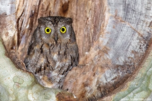 Mocho-d\'orelhas | Scops Owl (Otus scops)