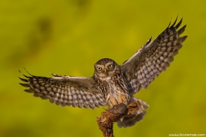 Mocho-galego | Little Owl (Athene noctua)