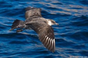 Moleiro-pomarino | Pomarine Skua (Stercorarius pomarinus)