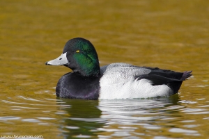 Negrelho | Scaup (Aythya marila)