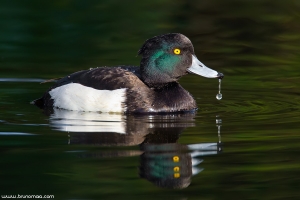 Negrinha | Tufted Duck (Aythya fuligula)