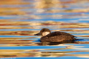 Negrola | Black Scoter (Melanitta nigra)