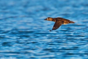 Negrola-de-lunetas | Surf Scoter (Melanitta perspicillata)