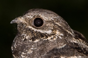 Noitibó-cinzento | Nightjar (Caprimulgus europaeus)