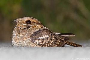 Noitibó-de-nuca-vermelha | Red-necked Nigthjar (Caprimulgus ruficollis)