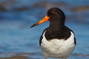 Ostraceiro | Eurasian Oystercatcher (Haematopus ostralegus)