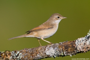 Papa-amoras | Whitethroat (Sylvia communis)