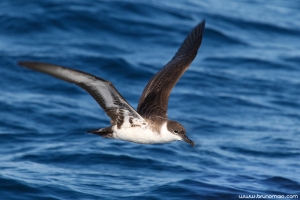 Pardela-de-barrete | Greater Shearwater (Puffinus gravis)