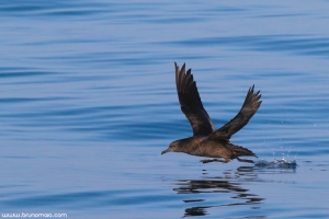 Pardela-preta | Sooty Shearwater (Puffinus griseus)