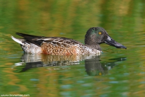 Pato-colhereiro | Shoveler (Anas Clypeata)