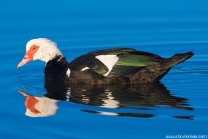 Pato-mudo | Muscovy Duck (Cairina moschata)