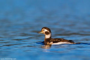 Pato-rabilongo | Long-tailed Duck (Clangula hyemalis)