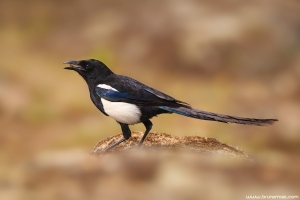 Pêga | Magpie (Pica pica)
