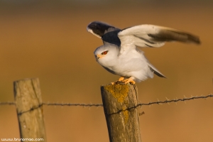 Peneireiro-cinzento | Black-winged Kite (Elanus caeruleus)