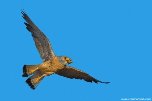 Francelho | Lesser Kestrel (Falco naumanni)