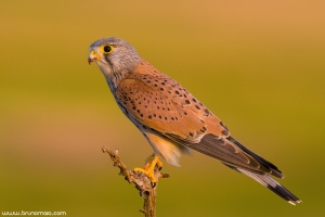 Peneireiro | Eurasian Kestrel (Falco tinnunculus)