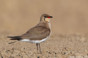 Perdiz-do-mar | Pratincole (Glareola pratincola)