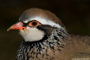 Perdiz | Red-Legged Partridge (Alectoris rufa)