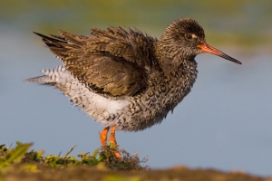 Perna-vermelha | Redshank (Tringa totanus)