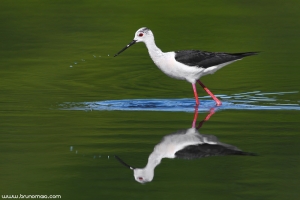 Pernilongo | Black-winged Stilt (Himantopus himantopus)