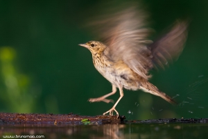 Petinha-das-árvores | Tree pipit (Anthus trivialis)