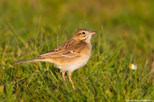 Petinha-de-Richard | Richard\'s Pipit (Anthus richardi)