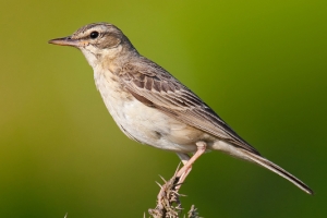 Petinha-dos-campos | Tawny Pipit (Anthus campestris)