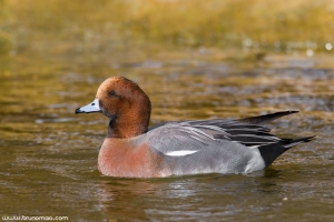 Piadeira | Wigeon (Anas penelope)