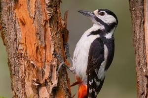 Pica-pau-malhado-grande | Great Spotted Woodpecker (Dendrocopos major)