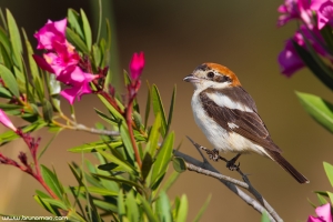 Picanço-barreteiro | Woodchat Shrike (Lanius senator)