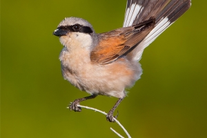 Picanço-de-dorso-ruivo | Red-backed shrike (Lanius collurio)