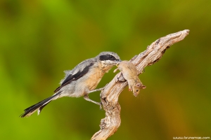 Picanço-real | Southern Grey Shrike ( Lanius meridionalis)