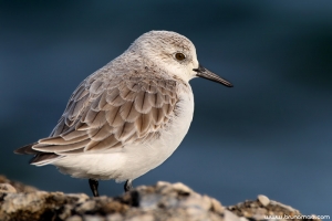 Pilrito-das-praias | Sanderling (Calidris alba)