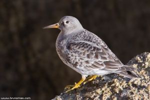 Pilrito-escuro | Purple Sandpiper (Calidris maritima)