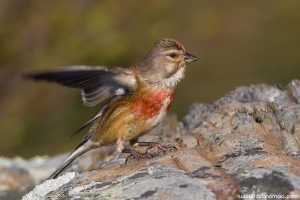 Pintarroxo | Linnet (Carduelis cannabina)