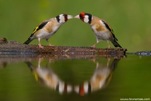 Pintassilgo | European Goldfinch (Carduelis carduelis)