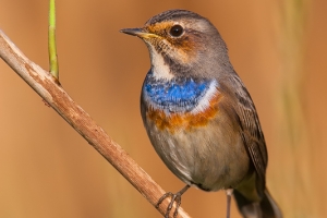 Pisco-de-peito-azul | Bluethroat (Luscinia svecica)