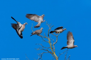 Pombo-torcaz | Woodpigeon (Columba palumbus)