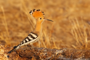 Poupa | Hoopoe (Upupa epops)